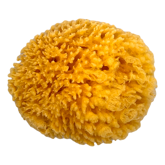 ÉPONGE DE MER NATURELLE - DIAM 12-14